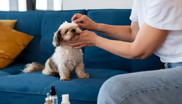 Integrating CBD for Pets into Your Pet Care Routine: Best Practices